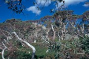 Snow_Gum 