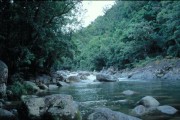 Daintree1 
