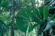 Daintree5 