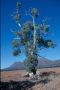 Gloucester_Tree 