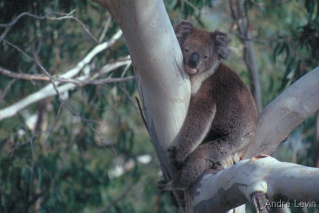 Koala 